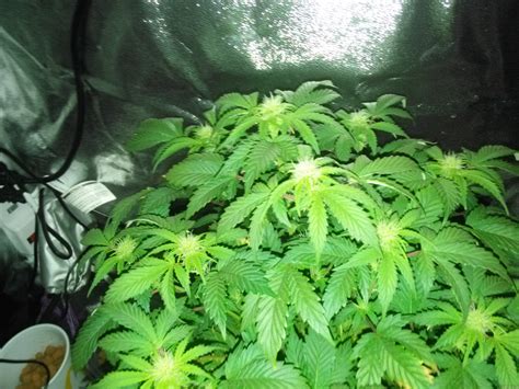 Strain Galerie Cookies Kush Barneys Farm Pic 24081770150871449 Von Chewonmybacca