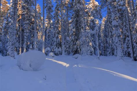 The Winter In Lapland Norrbotten North Of Sweden Frozen Trees With