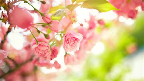 Nature Spring Best Wallpapers Spring 1869842 Hd Wallpaper