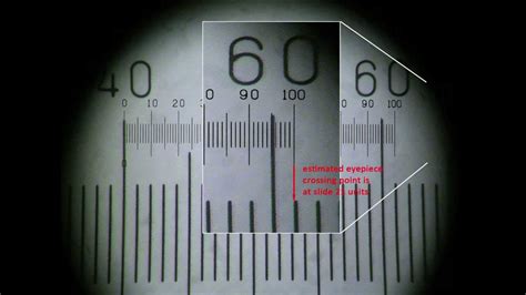 Calibrating A Microscope Youtube