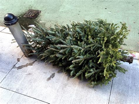 How To Recycle Christmas Trees In Lisle Lisle IL Patch