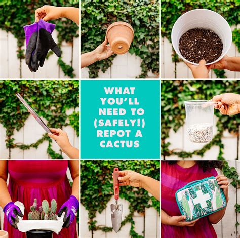 Thanksgiving cacti should be in full bloom right now. How to (safely!) repot a cactus | Cactus, Jungalow, Crafts