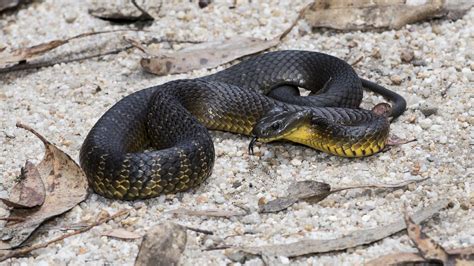 Notechis Scutatus Peters 1861 Tiger Snake