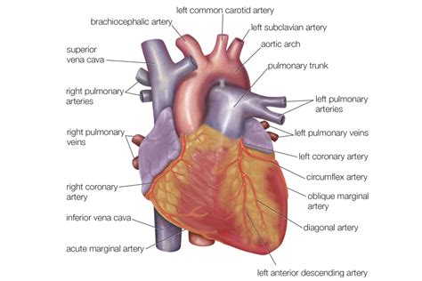 Correctly describe the function of an organ system. Anatomy of the Heart - Diagram View