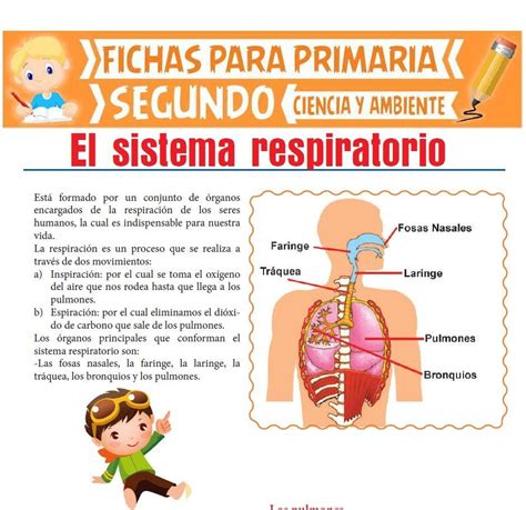 Aqu Podr S Descargar Esta Ficha De Sistema Respiratorio Preparado Para