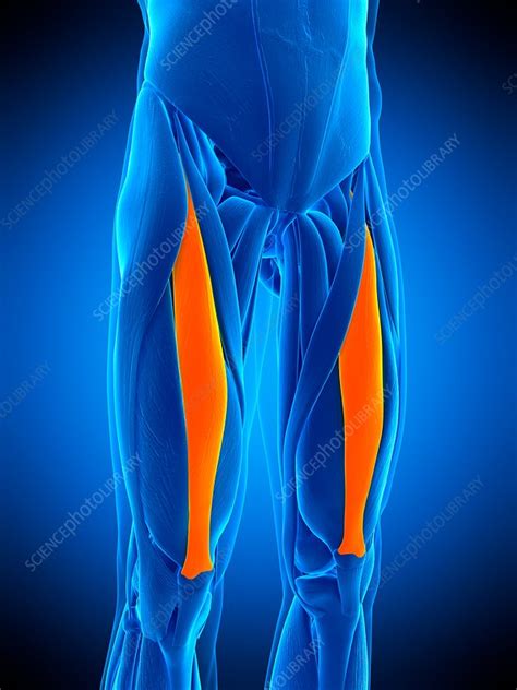 Leg Muscles Illustration Stock Image F0169351 Science Photo Library