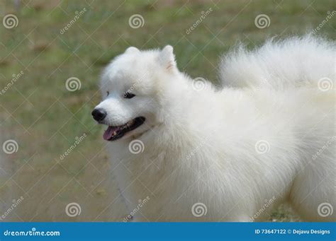 Gorgeous White American Eskimo Dog Stock Photo Image Of Eskie German