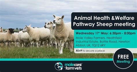 Animal Health And Welfare Pathway Sheep Meeting Molecare Farm Vets