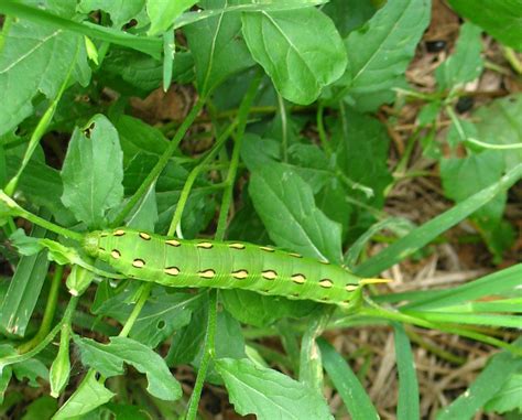 This guide to green caterpillars makes it as easy as possible by including the most frequently found species. Counting Kropps: April 2011