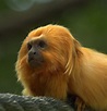 Golden Lion Tamarin | The Golden Lion Tamarin is one of the … | Flickr