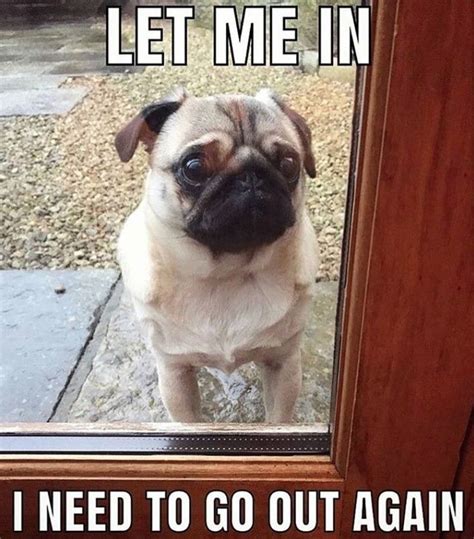 The 28 Funniest Pug Memes Of All Time Pug Memes Pugs Funny Pugs