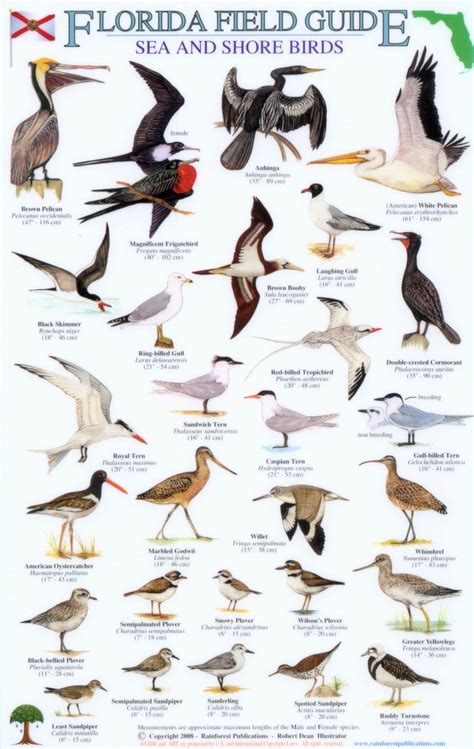 Florida Field Guide Sea And Shore Birds Shorebirds Backyard Birds