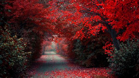 Red Nature Wallpaper 68 Pictures