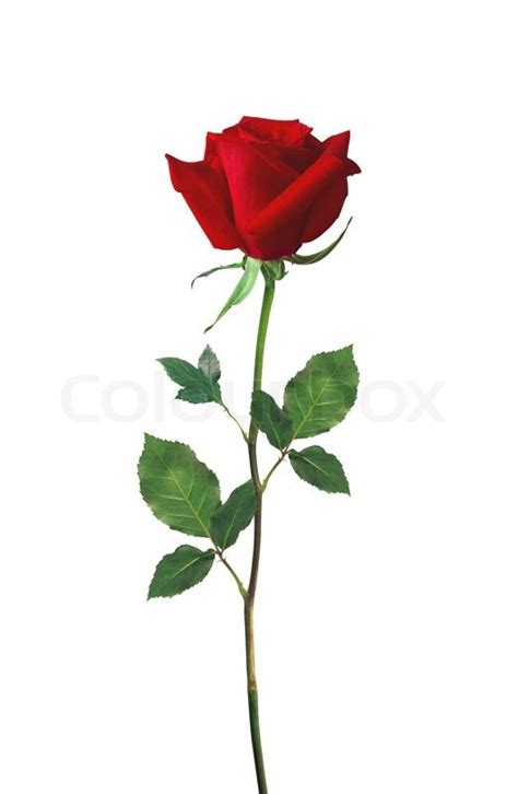 Beautiful Red Rose Isolated On White Stock Photo Colourbox