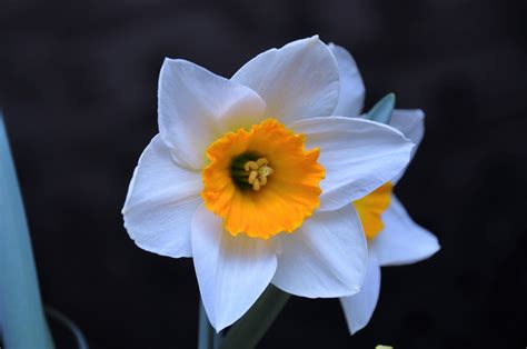 Gambar Menanam Putih Daun Bunga Warna Kuning Bakung Flora