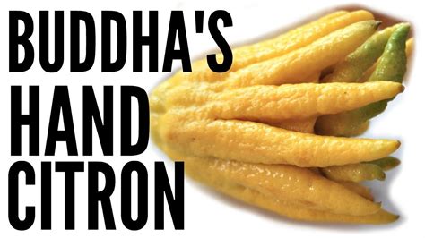 Buddhas Hand Taste Test And Candied Citron Recipe Fruity Fruits Youtube