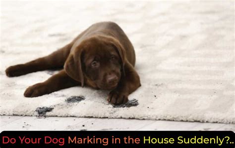 How To Stop Male Dog Marking Inside