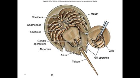 Arthropods Anatomy
