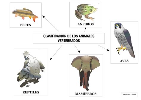 Animalitos Net Clasificacion De Los Animales