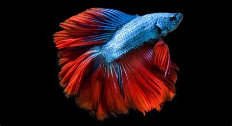 What should i name my blue betta fish. Betta Fish Names: 150+ Names For Every Type Of Betta Fish ...