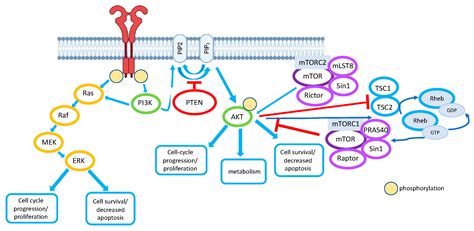 Cancers Free Full Text The Role Of Pten In Epithelialmesenchymal