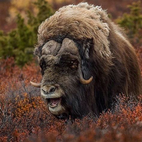 The Musk Ox Dovrefjell Norway Photos By Larsmjohansen