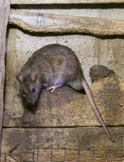 Brown Rat British Wildlife Centre