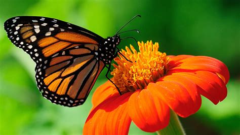 74 Monarch Butterfly Wallpaper