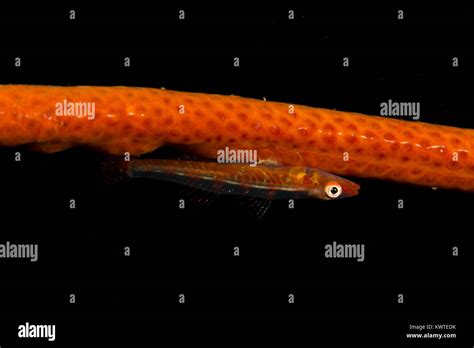 Whip Coral Goby Ambon Indonesia Stock Photo Alamy