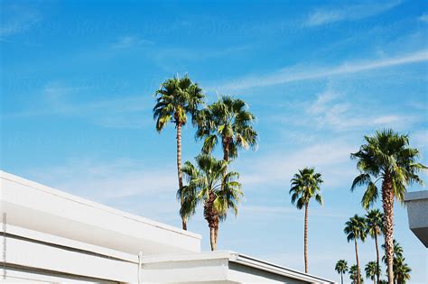 Palms In The Sky By Stocksy Contributor Magdalena M Stocksy