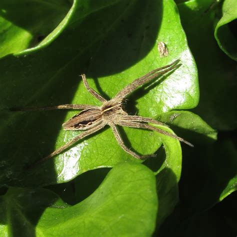 Bugblog Sunbathing Nursery Web Spider