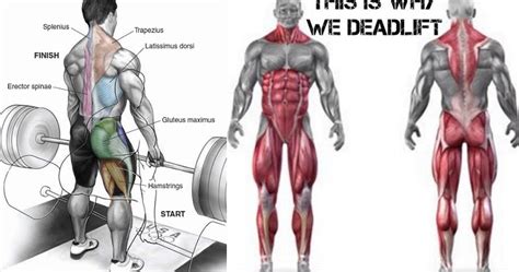 Five Reasons Why You Should Deadlift Bodydulding