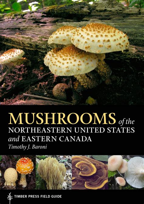 A Comprehensive List Of Common Wild Mushrooms In Massachusetts