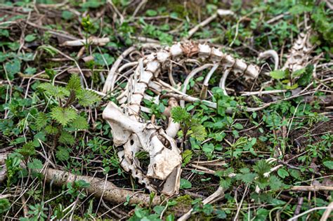 Muntjac Deer Spinal Skeleton And Lower Jaw Stock Photo Download Image