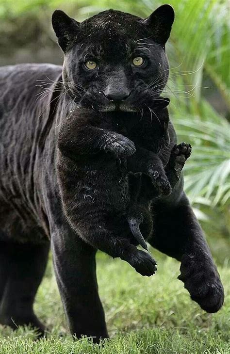 Black Panther And Cub Beauty Pinterest Black Panther Panthers And Cubs