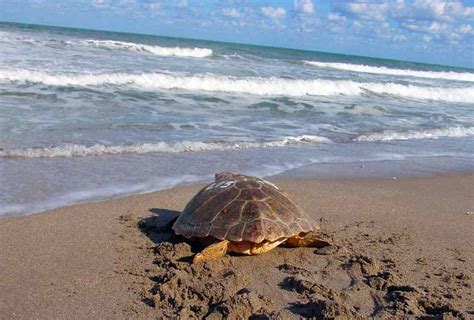 Its Sea Turtle Nesting Season And They Need Our Help At The Beach