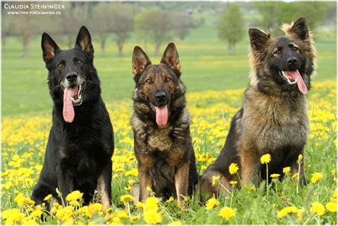 In puncto komfort und preisleistung kann dem web wohl kaum jemand den rang abschlagen. Der Deutsche Schäferhund: Seine Geschichte, sein Wesen ...
