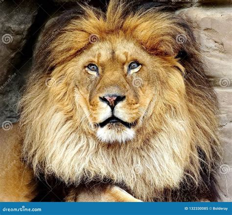 The African Lion Lat Panthera Leo Male Lions Have A Large Mane Of