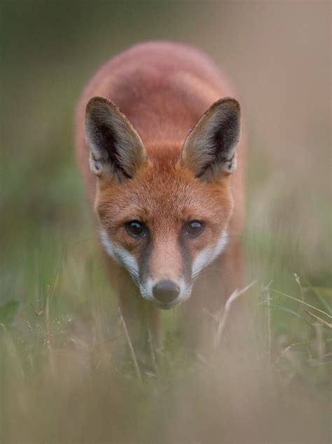 Red Fox By Marcin Kaczmarkiewicz On 500px Fox Pups