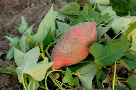 Wil Je Zelf Zoete Aardappel Kweken Onze Complete Gids Met Stappenplan Helpt Je Bij Het Planten