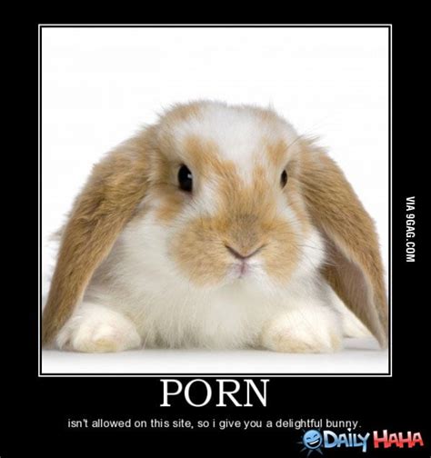 Bunny Porn 9gag