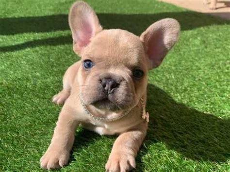They are all 10 weeks french bulldog puppies that have been home trained, house broken and have become excellent family companions. French Bulldog Dogs for sale in the UK | Pets4Homes ...