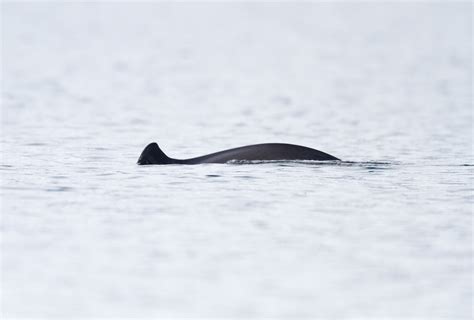 Harbour Porpoise Phocoena Phocoena Lmikonranta Flickr