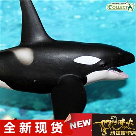 Collecta Recently I Wild Animal Model Toy Orcaskiller Whales 88043 New