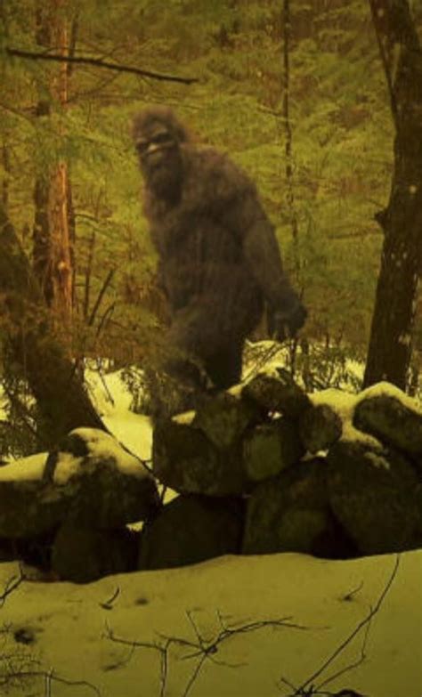 Best 25 Bigfoot Photos Ideas On Pinterest Recent Bigfoot Sightings
