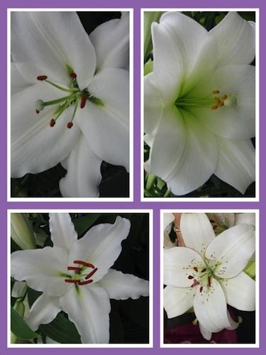 Buy Lily Bulbs The Dazzling Whites Lily Bulb Collection Gold