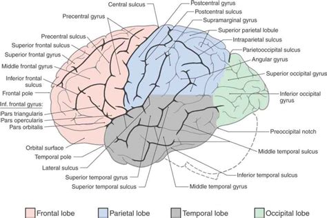 The Telencephalon Neupsy Key