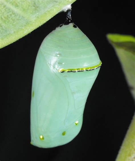 The Monarch Butterfly Chrysalis Is A Perfect Example Of Form And