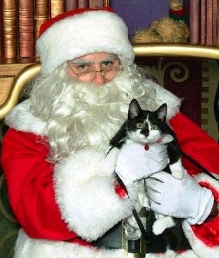 The 25 Most Awkward Photos With Santa Cats Christmas Cats Awkward