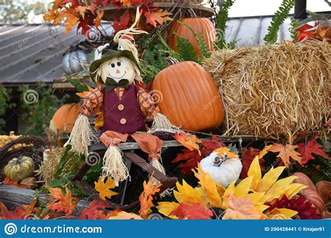 Harvest Festival Autumn Flowers And Pumpkins Decoration Showcase